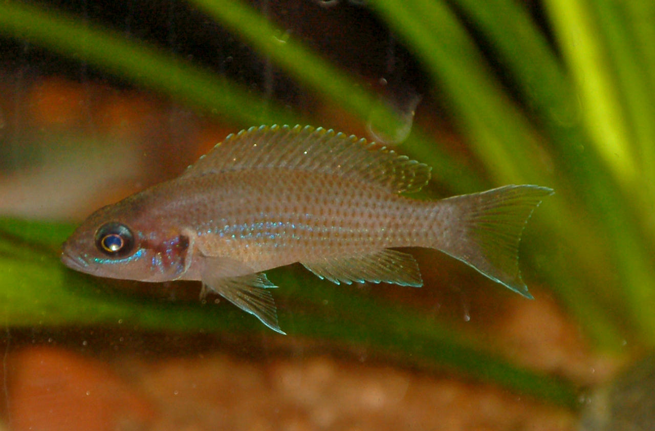 Neolamprologus olivaceous